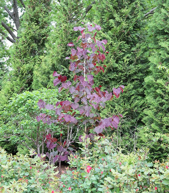 Cercis canadensis Midnight Express®