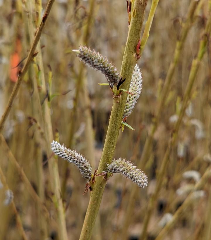 Salix koriyanagi 'Rubykins'