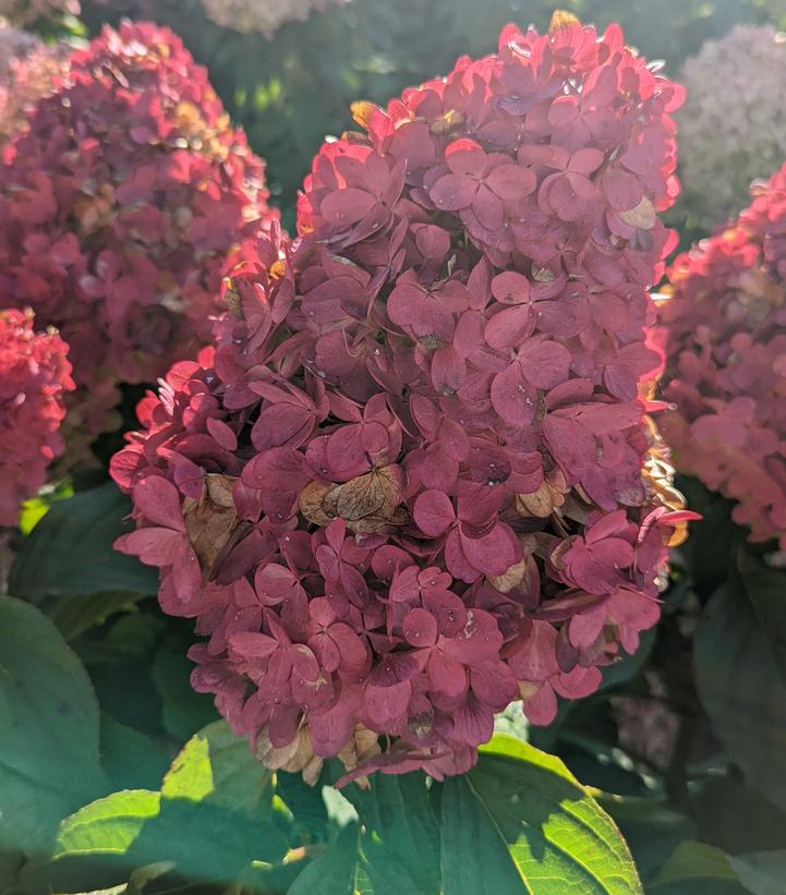 Hydrangea pan. Love-A-Lot™ Pink