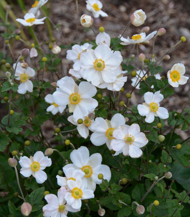 Anemone X 'Honorine Jobert'