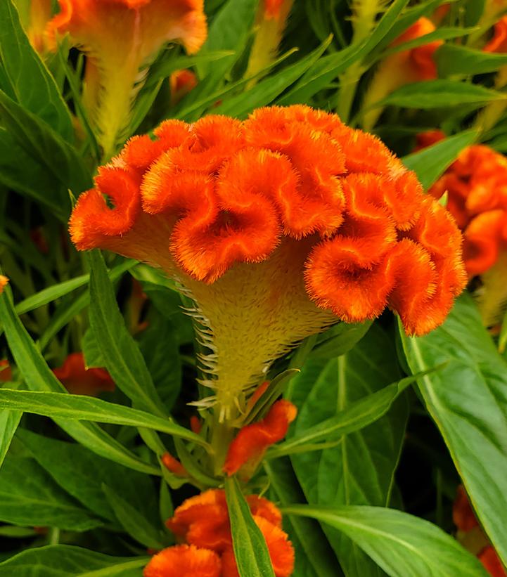 Celosia 'Twisted Dark Orange'