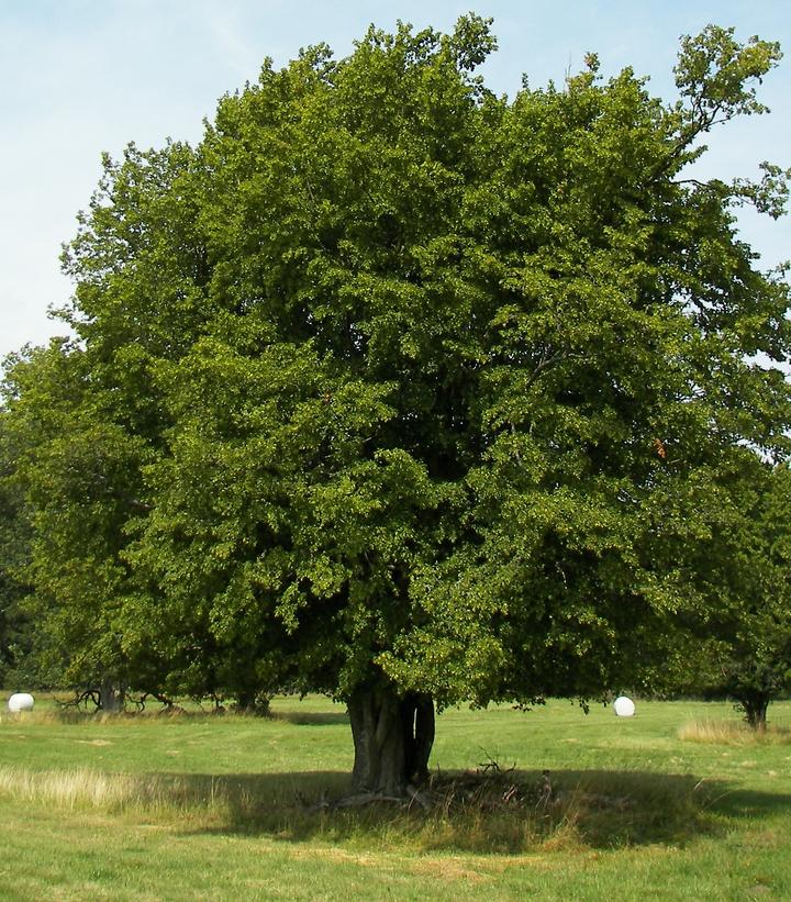 Carpinus betulus 