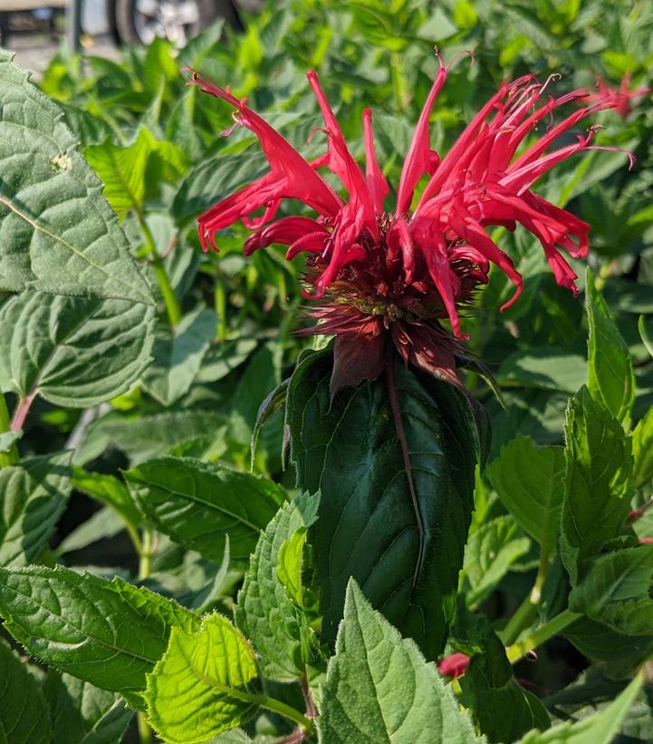 Monarda didyma 'Jacob Cline'