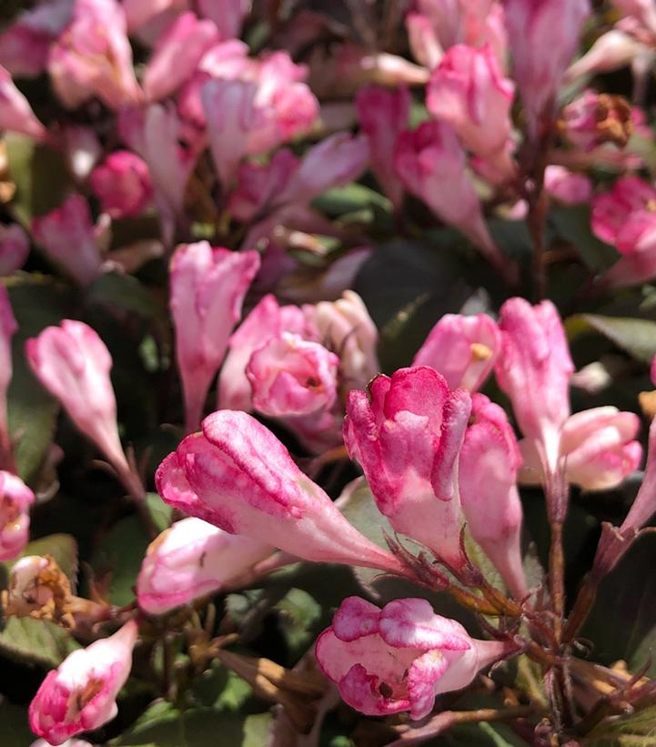 Weigela X Afterglow™