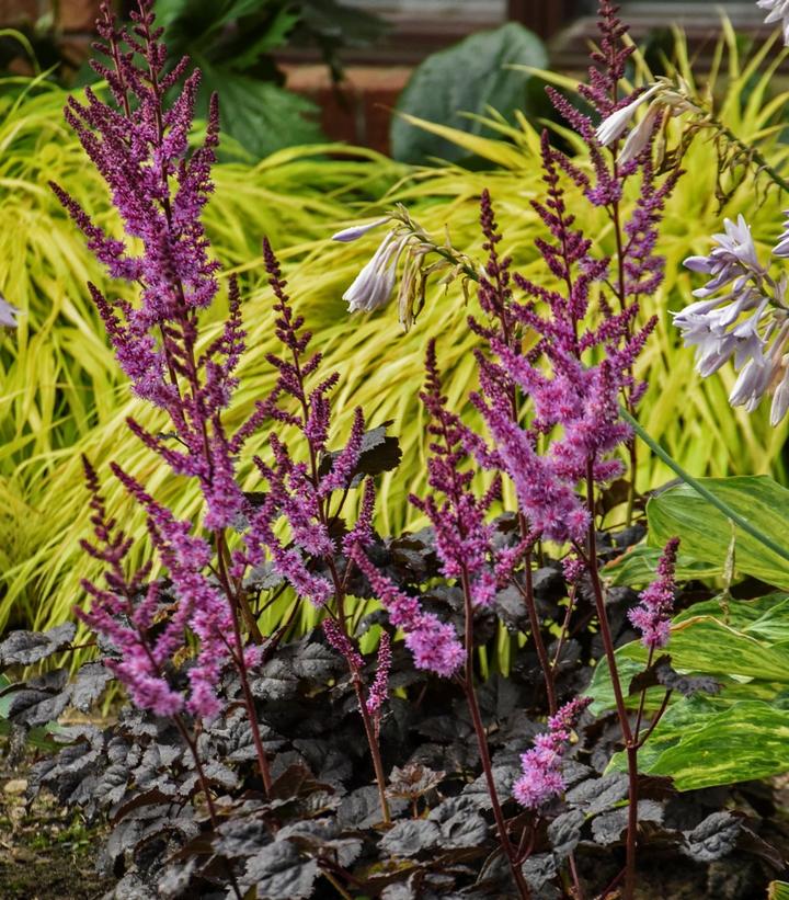 Astilbe chinensis 'Dark Side of the Moon'