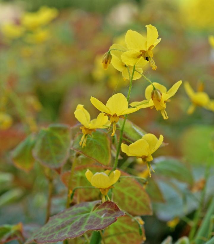 Epimedium x perralchicum 'Frohnleiten'