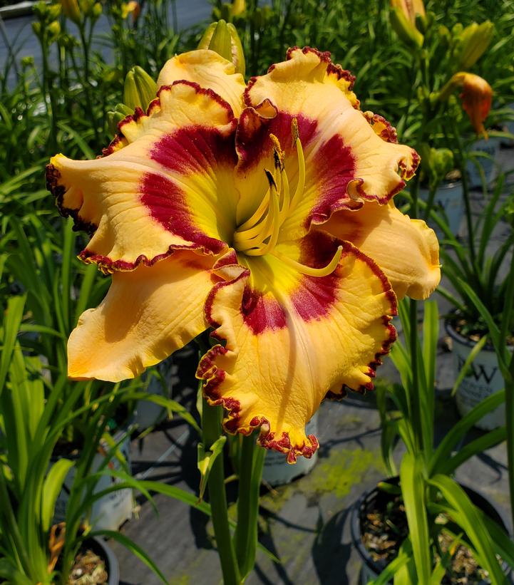 Hemerocallis Rainbow Rhythm® 'King of the Ages'