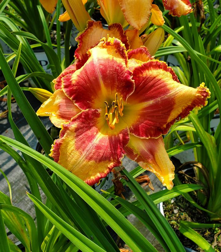 Hemerocallis Rainbow Rhythm® 'Lake of Fire'