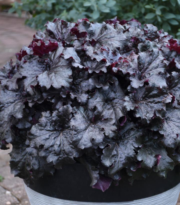 Heuchera hybrid Dressed Up™ 'Evening Gown'