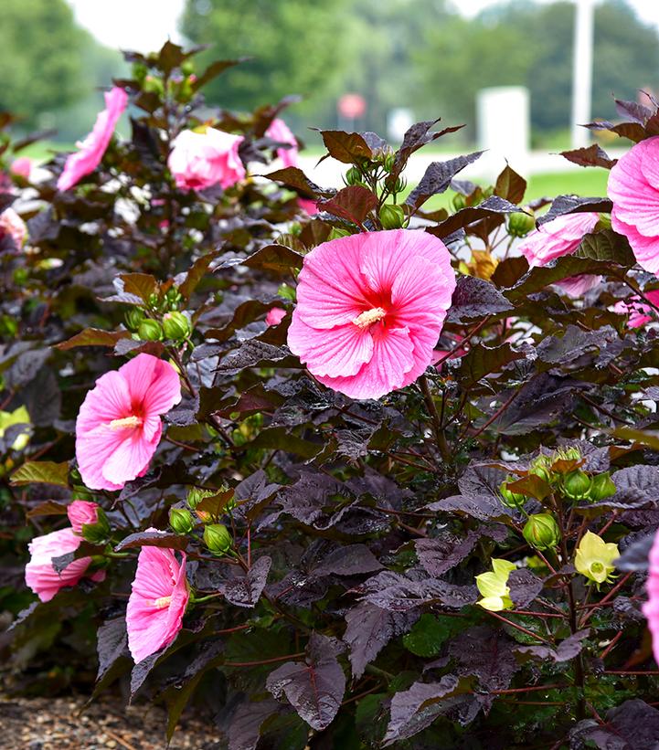 Hibiscus Summerific® 'Edge of Night'