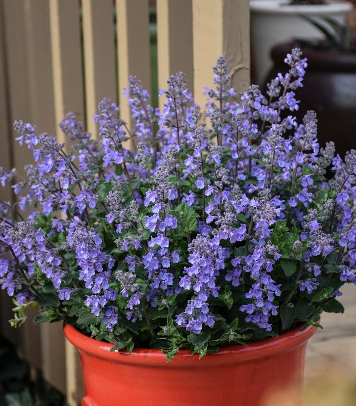 Nepeta 'Picture Purrfect'