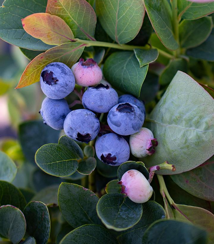 Vaccinium corymbosum Silver Dollar®