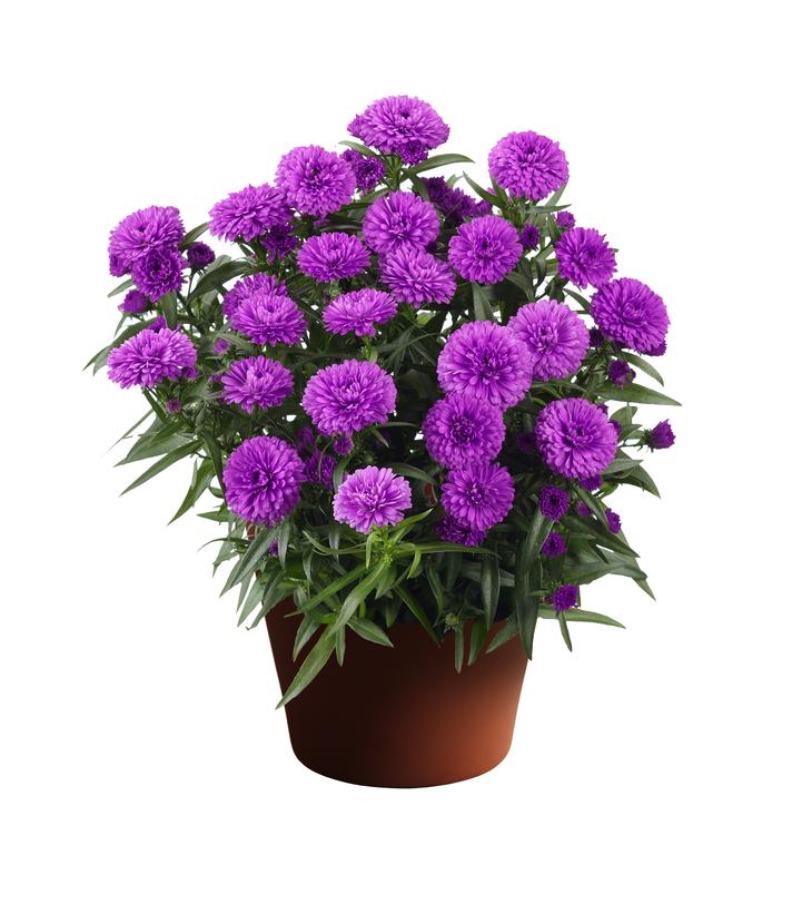 Aster Showmakers® 'Pretty Pink'