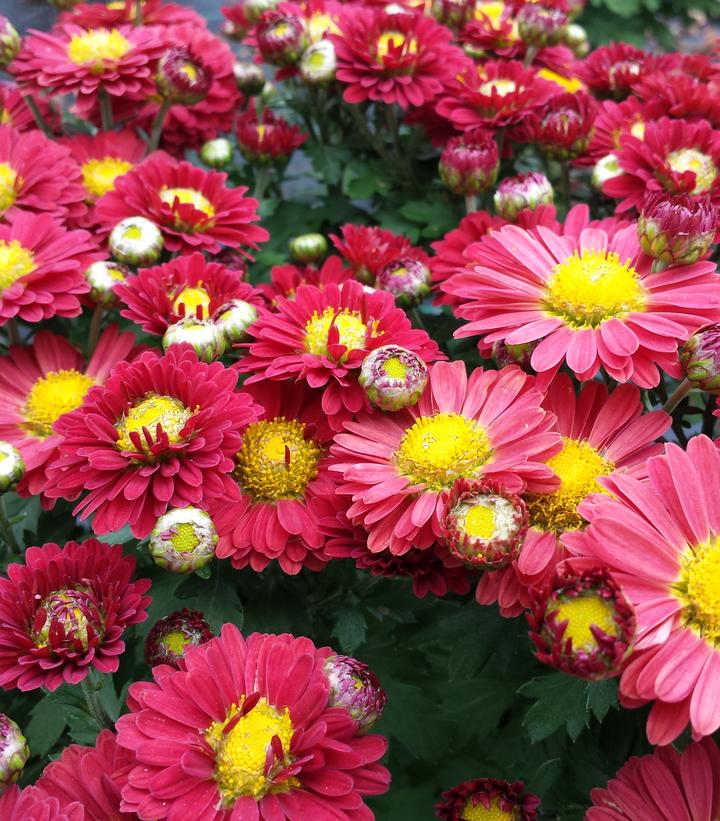 Chrysanthemum Red