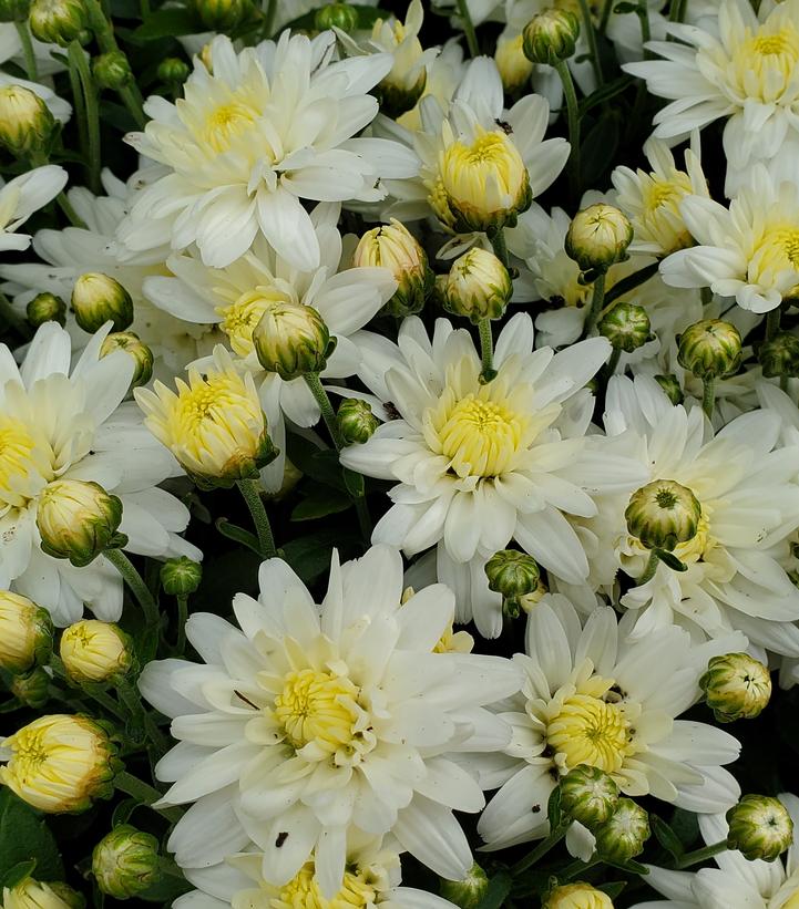 Chrysanthemum White