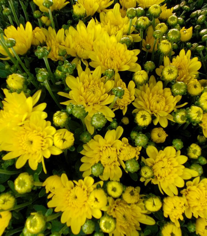 Chrysanthemum Yellow