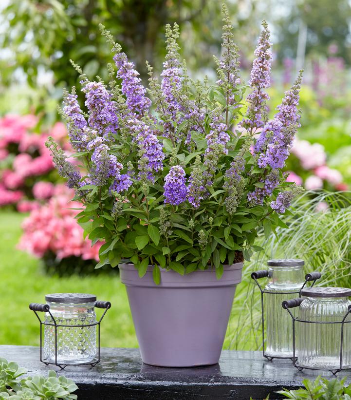 Buddleia High Five Purple