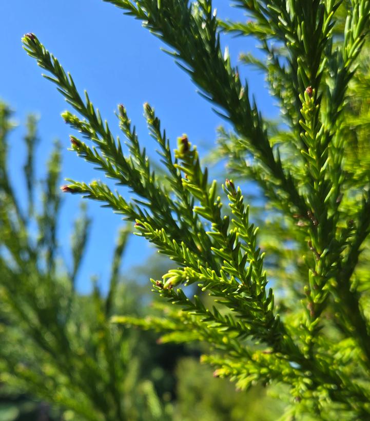 Cryptomeria japonica 'Radicans'