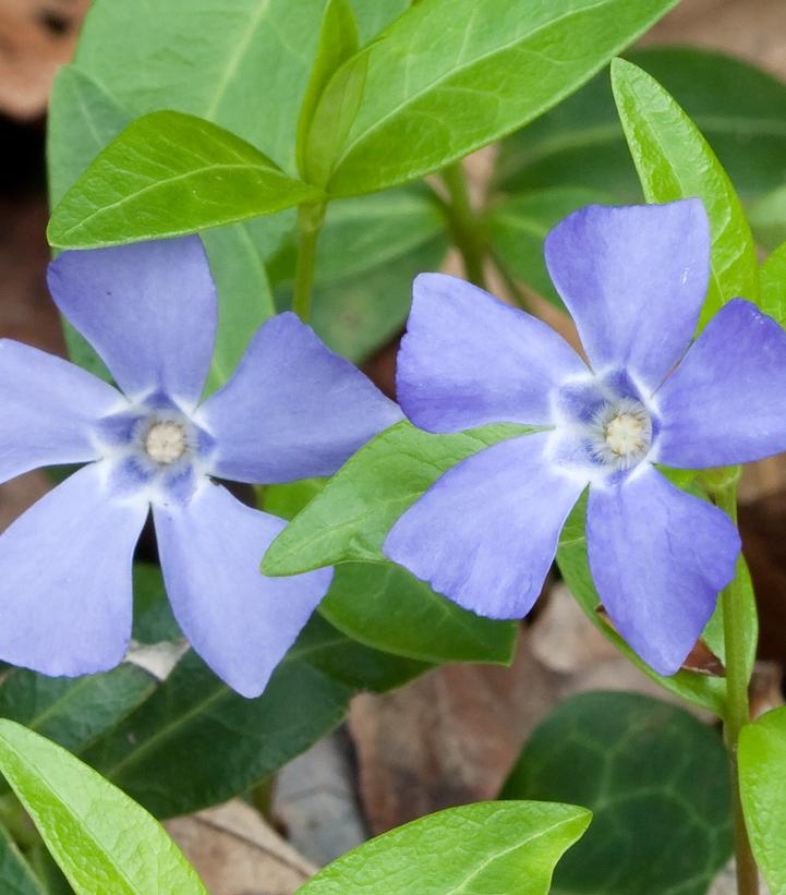 Vinca minor 
