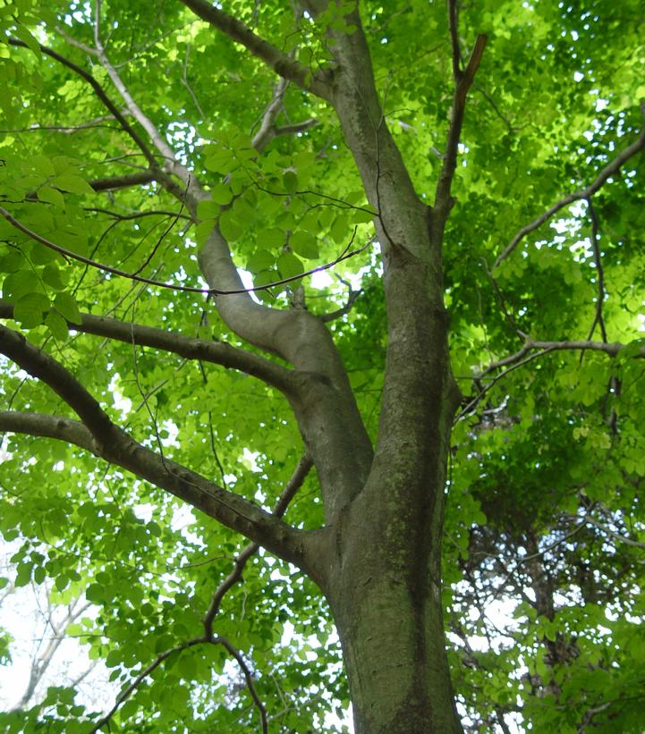 Fagus grandifolia 