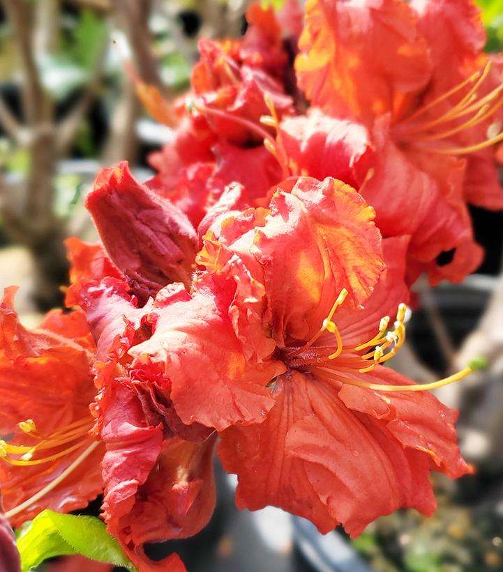 Azalea 'Red Demon'