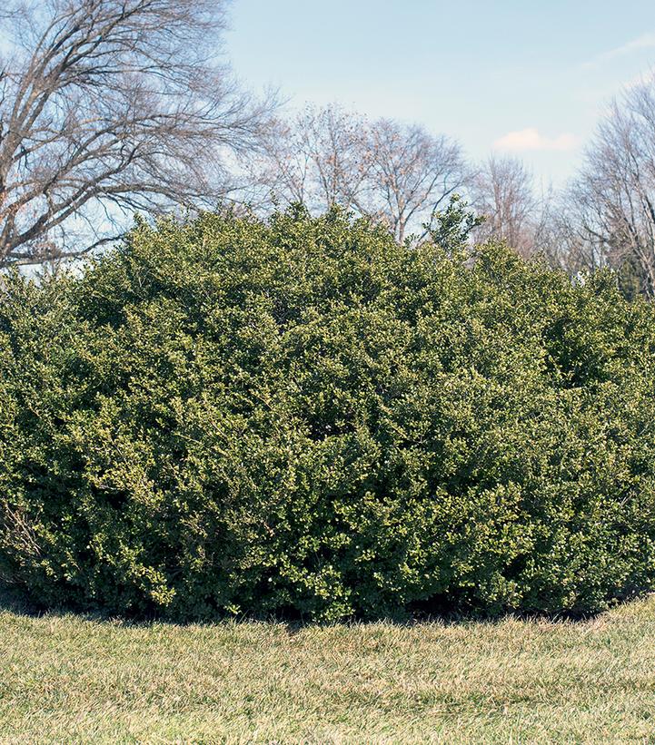 Ilex crenata 'Chilly Willy'