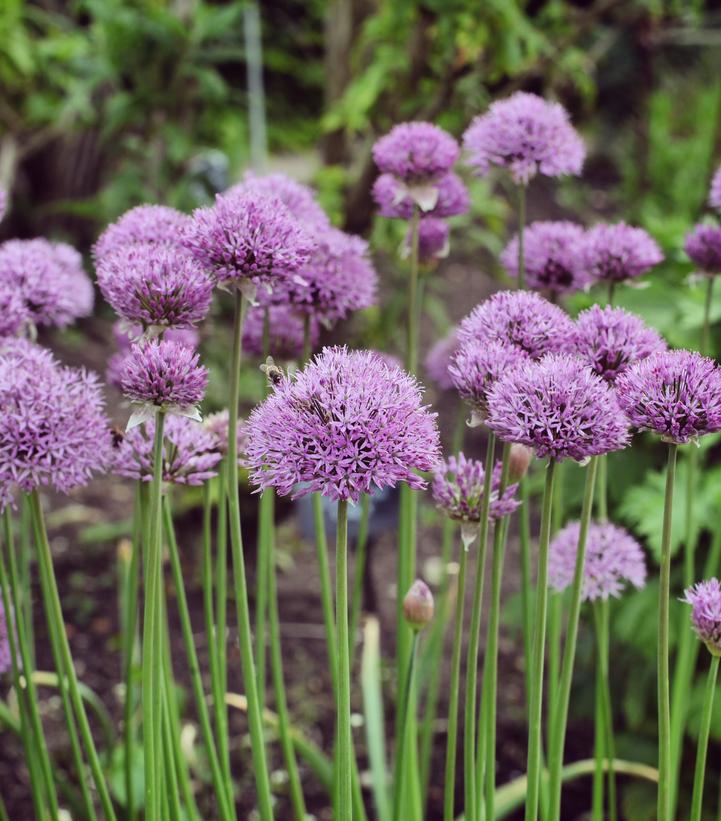 Allium 'Pinball Wizard'