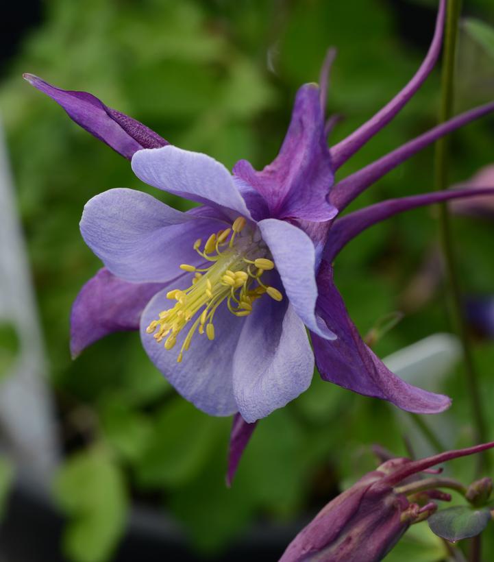 Aquilegia x Earlybird™ Purple Blue