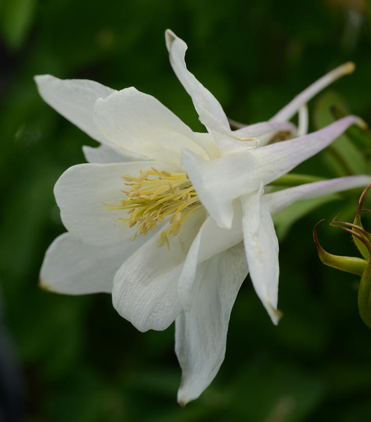 Aquilegia x Earlybird™ White