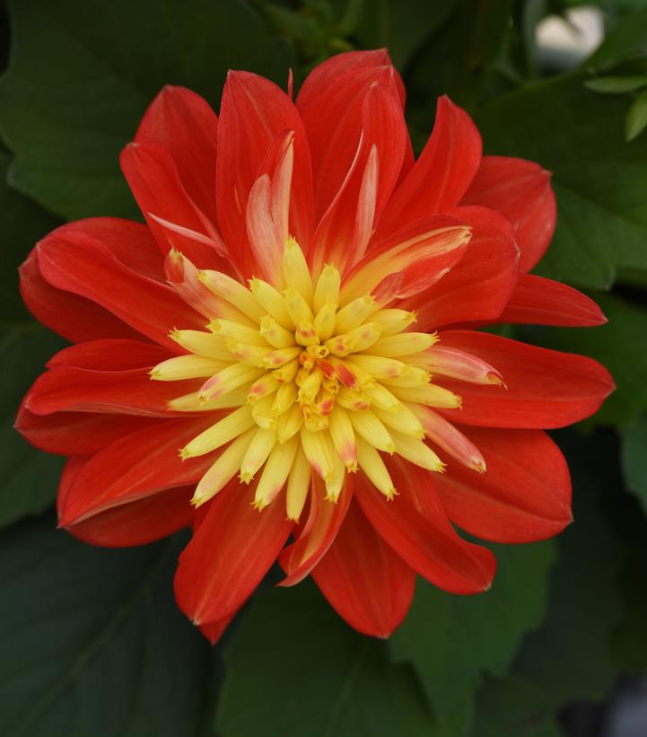 Dahlia Dalaya® Fireball