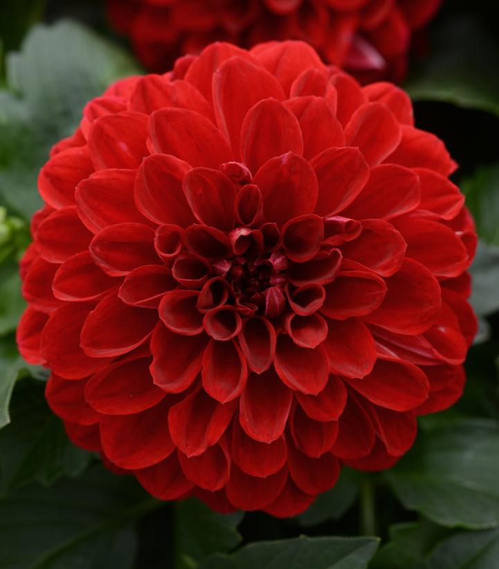 Dahlia Dalaya® Vampire