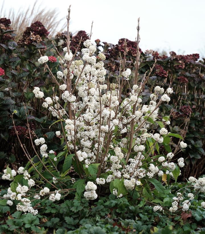 Callicarpa Plump & Plentiful™ 'Snow Star'