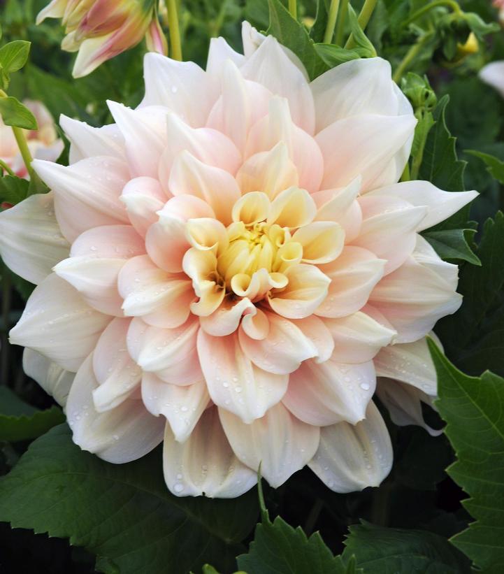 Dahlia 'Break Out'