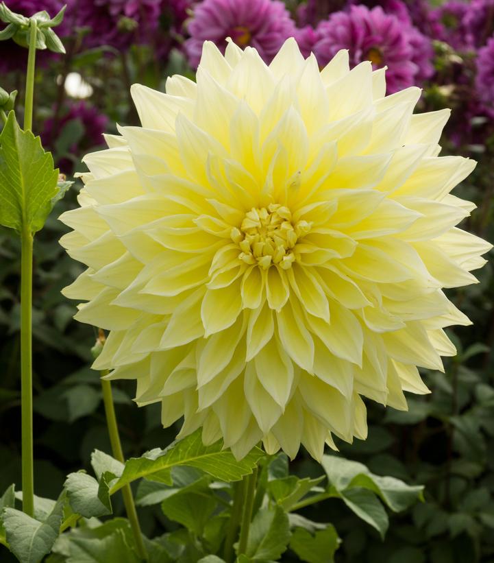 Dahlia 'Kelvin Floodlight'