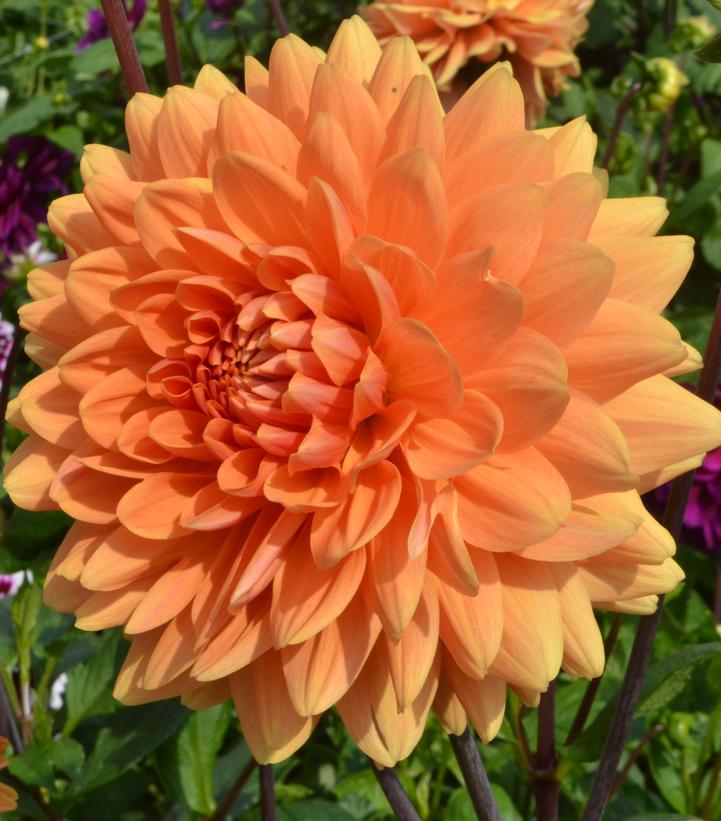 Dahlia 'Renate Tozio'