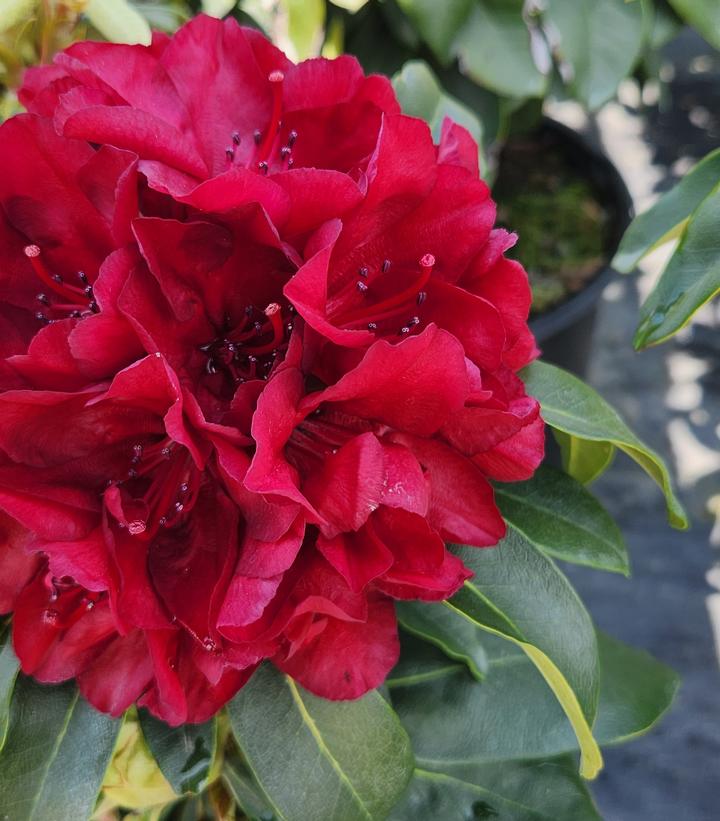 Rhododendron 'Firestorm'