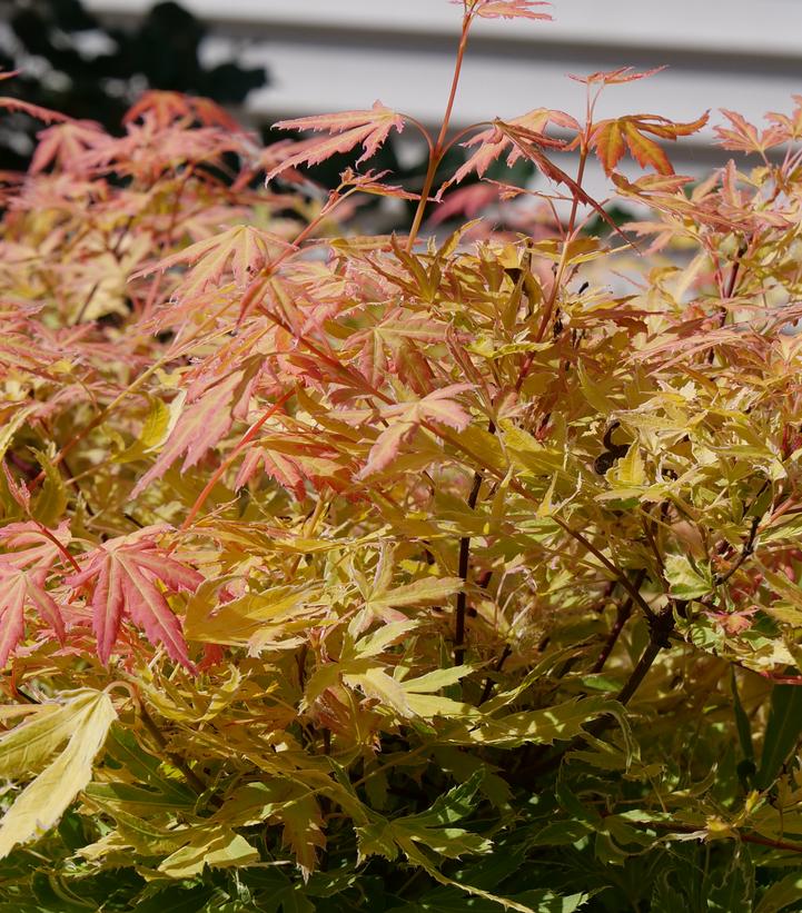 Acer palmatum Metamorphosa®