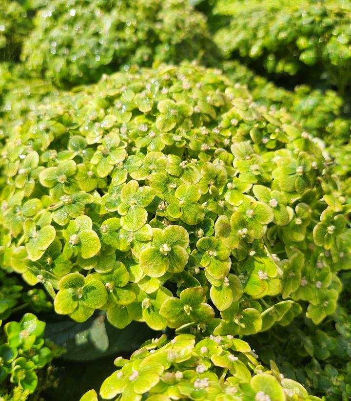 Hydrangea arborescens Invincibelle Sublime™