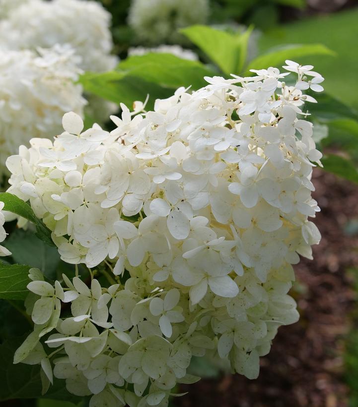 Hydrangea pan. Puffer Fish®