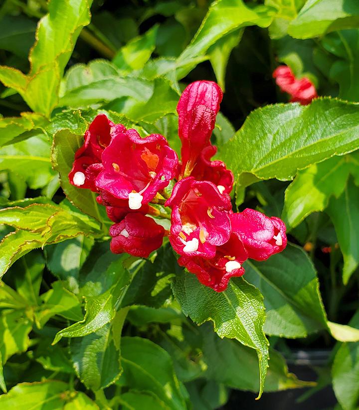 Weigela florida Magical® Robin