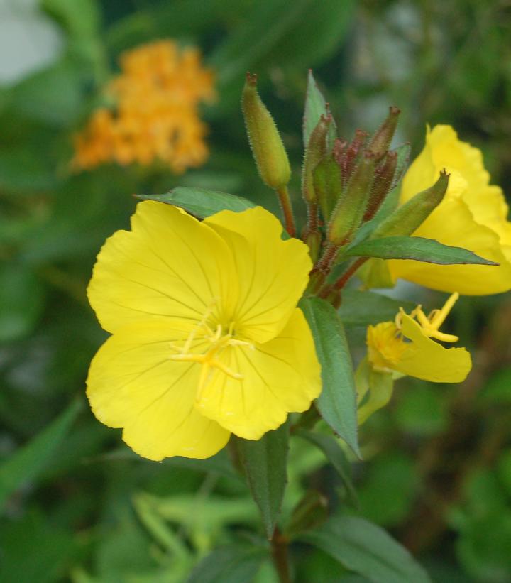 Oenothera f. Fireworks