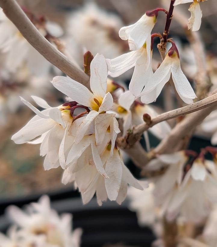 Abeliophyllum distichum 