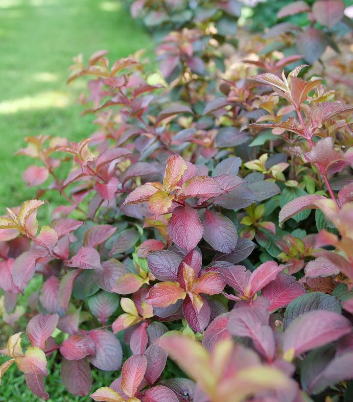 Weigela florida Midnight Sun®