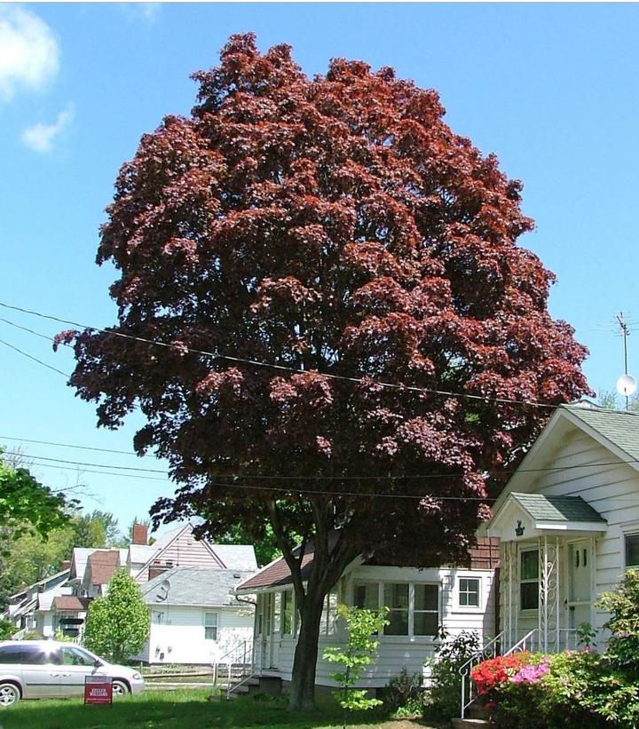 Acer palmatum Samurai Sword™