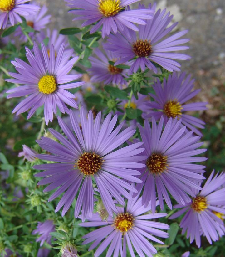 Aster oblongifolius 'October Skies'