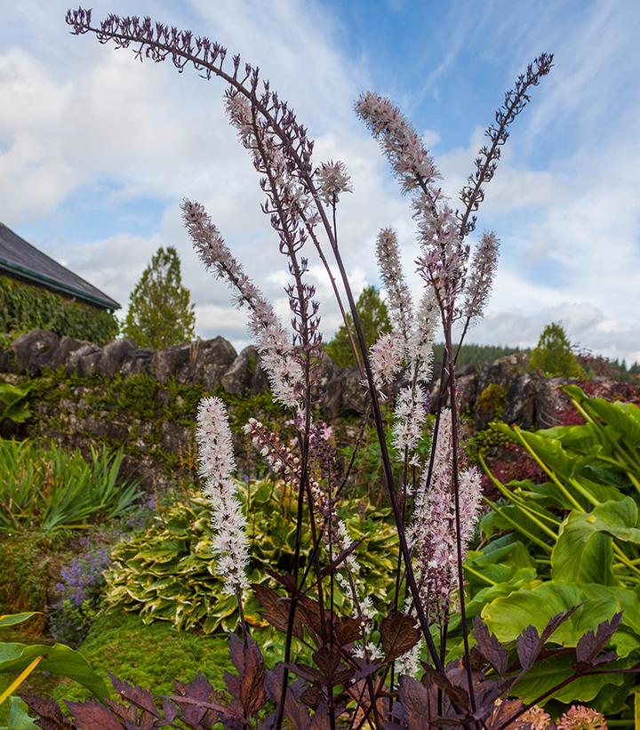 Actaea simplex 'Pink Spike'