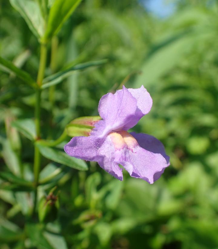 Mimulus ringens 