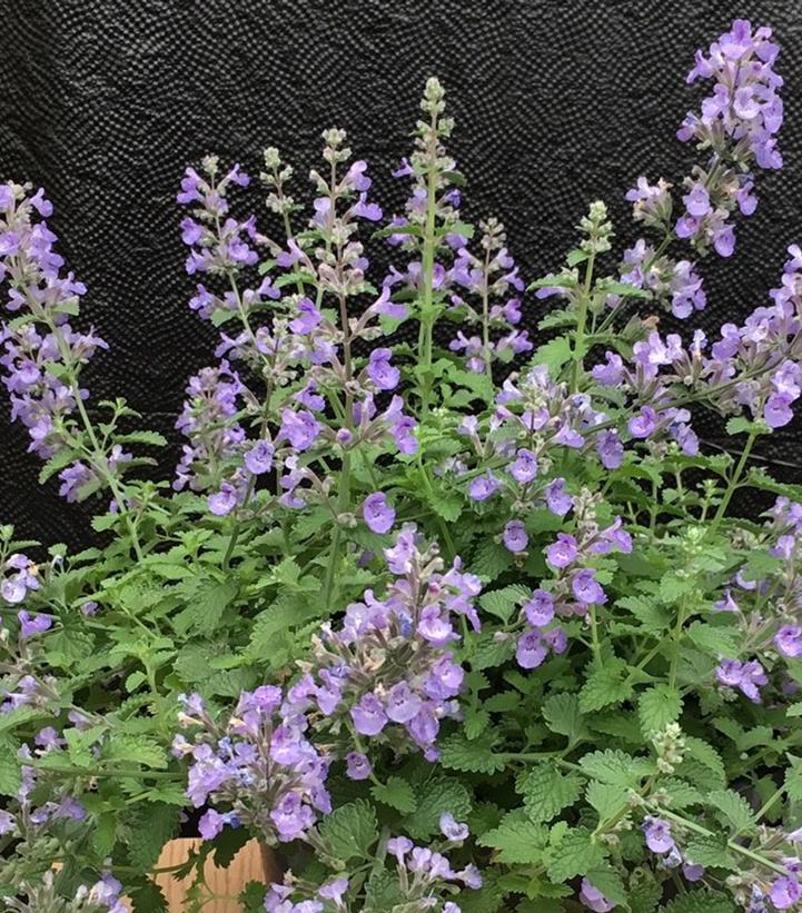 Nepeta faassenii Sylvester Blue™