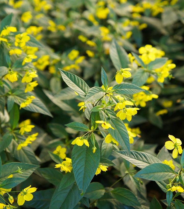 Lysimachia ciliata 