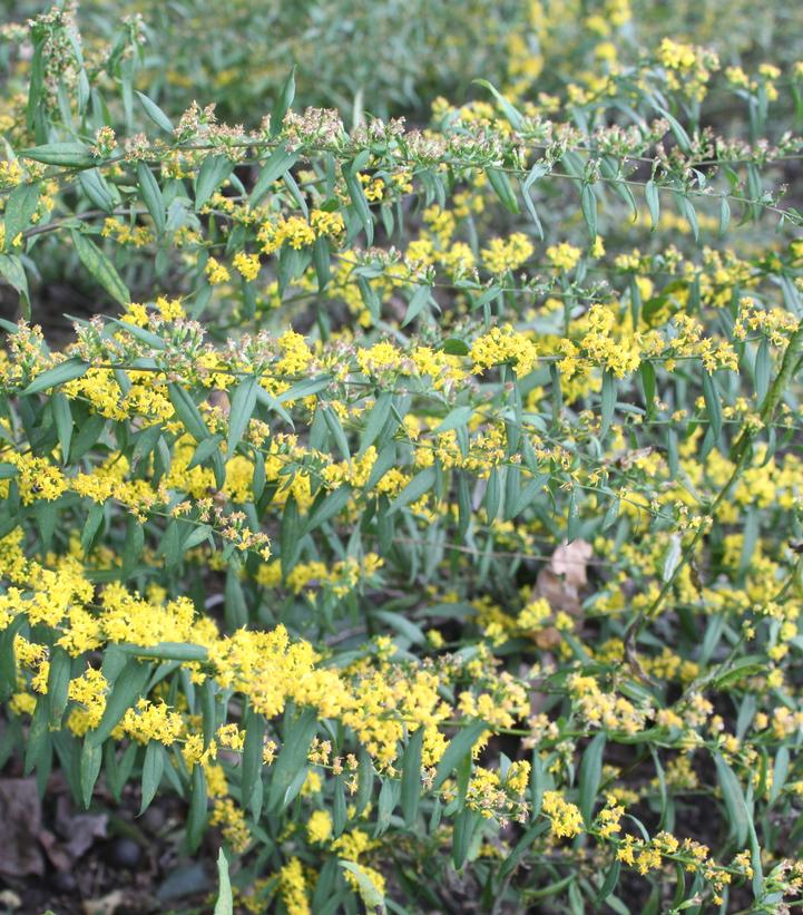 Solidago caesia 